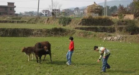 乡村生活的趣事作文_趣事乡村见闻生活作文_乡村生活的见闻和趣事