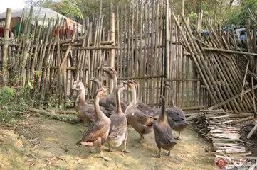 趣事乡村见闻生活作文_乡村生活的趣事作文_乡村生活的见闻和趣事